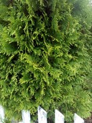 Tuja/kjempetuja (Thuja plicata /occidentalis)