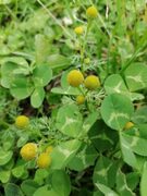 Pineappleweed (Matricaria matricarioides)