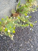 Pineappleweed (Matricaria matricarioides)