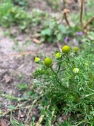 Pineappleweed (Matricaria matricarioides)