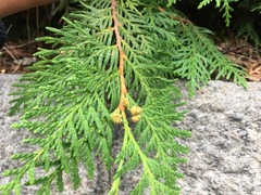 White Cedar (Thuja occidentalis)