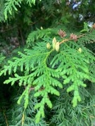 White Cedar (Thuja occidentalis)