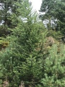 Picea sitchensis/×lutzii