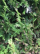 White Cedar (Thuja occidentalis)