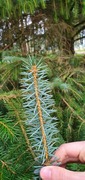 Picea sitchensis/×lutzii