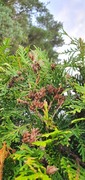 White Cedar (Thuja occidentalis)