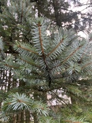 Picea sitchensis/×lutzii