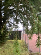 Picea sitchensis/×lutzii