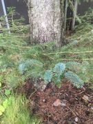 Picea sitchensis/×lutzii