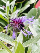 Honningknoppurt (Centaurea montana)