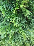 White Cedar (Thuja occidentalis)