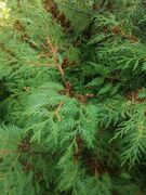 White Cedar (Thuja occidentalis)