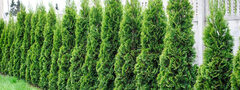 White Cedar (Thuja occidentalis)