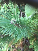 Picea sitchensis/×lutzii