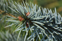 Picea sitchensis/×lutzii