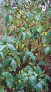 Lonicera caerulea