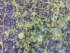 Pineappleweed (Matricaria matricarioides)