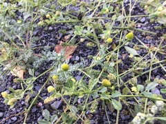 Pineappleweed (Matricaria matricarioides)