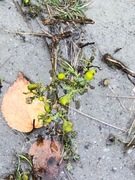 Pineappleweed (Matricaria matricarioides)