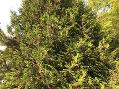 White Cedar (Thuja occidentalis)