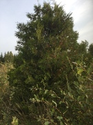 White Cedar (Thuja occidentalis)