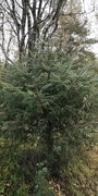 Picea sitchensis/×lutzii