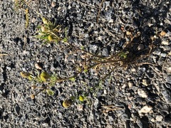 Tunbalderbrå (Matricaria matricarioides)