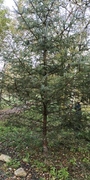 Picea sitchensis/×lutzii