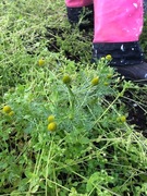 Pineappleweed (Matricaria matricarioides)