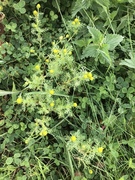 Pineappleweed (Matricaria matricarioides)