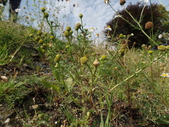 Pineappleweed (Matricaria matricarioides)