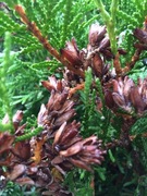 White Cedar (Thuja occidentalis)