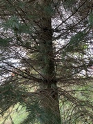 Picea sitchensis/×lutzii