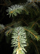 Picea sitchensis/×lutzii