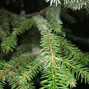 Picea sitchensis/×lutzii