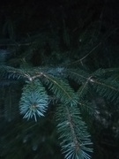 Picea sitchensis/×lutzii