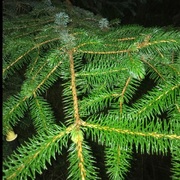 Picea sitchensis/×lutzii