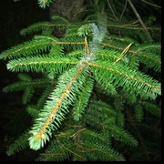 Picea sitchensis/×lutzii