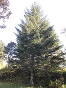 Picea sitchensis/×lutzii