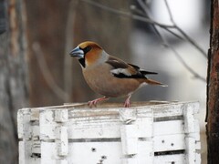 Kjernebiter (Coccothraustes coccothraustes)