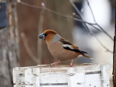 Kjernebiter (Coccothraustes coccothraustes)