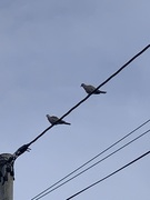 Eurasian Collared Dove (Streptopelia decaocto)