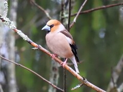 Kjernebiter (Coccothraustes coccothraustes)