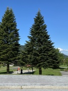 Picea sitchensis/×lutzii