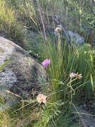 Fjærekoll (Armeria maritima)