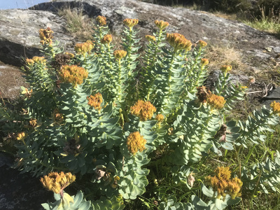 Rosenrotslekta (Rhodiola)