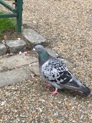 Rock Pigeon (Feral Pigeon) (Columba livia)