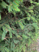 Sitka Spruce (Picea sitchensis)