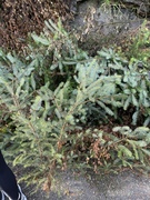 Sitkagran (Picea sitchensis)