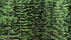 Sitka Spruce (Picea sitchensis)